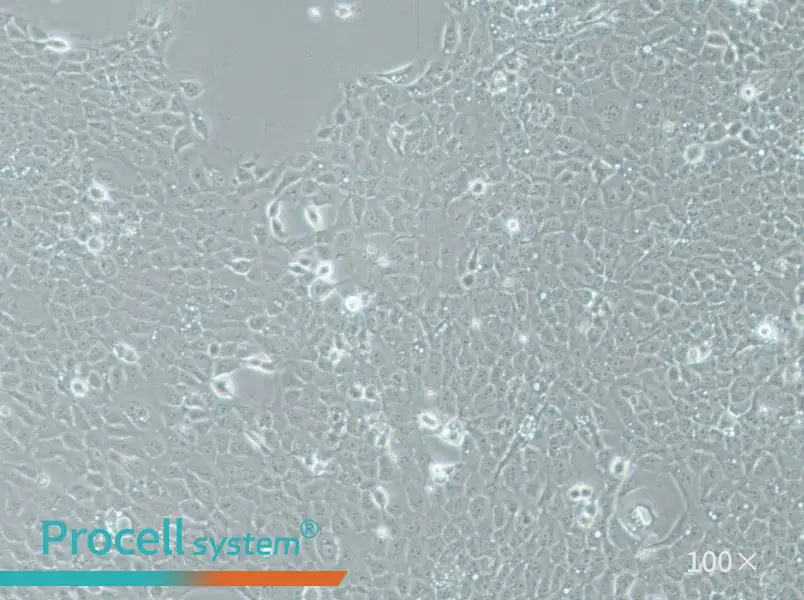 UM-SCC-1 Cell Complete MediumUM-SCC-1 Cell Complete Medium - 2