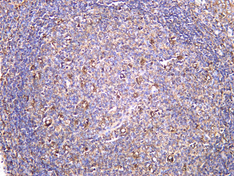 Recombinant VATA Monoclonal Antibody - 2