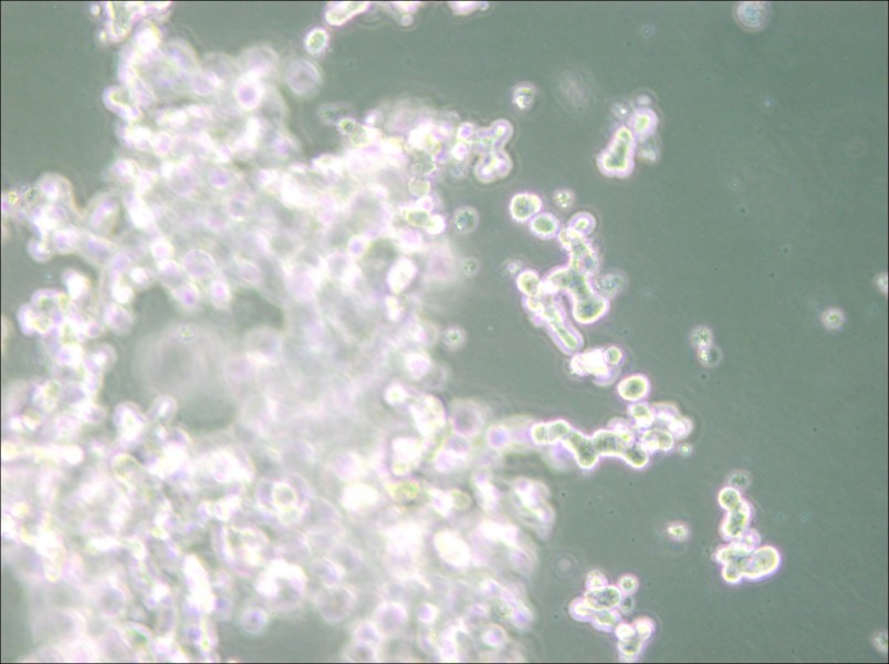 DU4475 Cell Complete Medium - small - 6