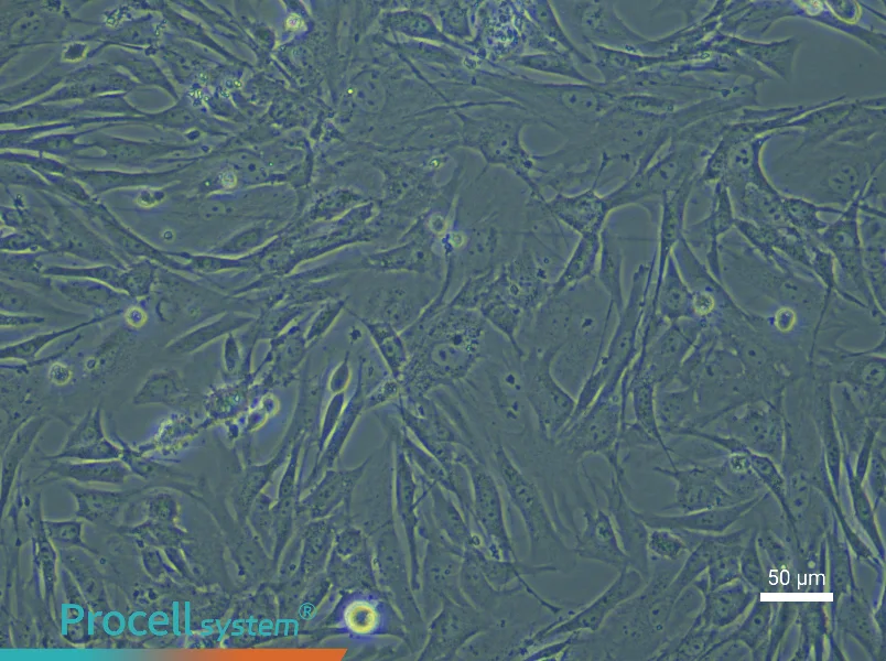 Mouse Vascular Adventitial Fibroblast Complete Medium - small - 6