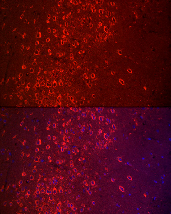 Immunofluorescence analysis of Mouse brain using APLP1 Polyclonal Antibody at dilution of 1:50 (40x lens). Blue: DAPI for nuclear staining.