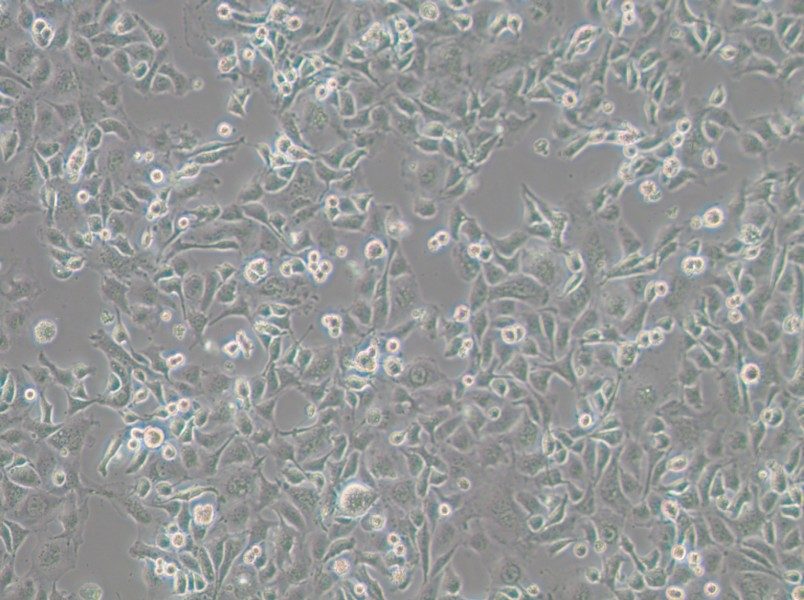 Anglne Cell Complete Medium - 3