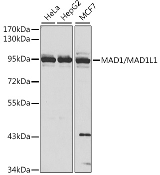 Western blot analysis of extracts of various cell lines using MAD1/MAD1/MAD1L1 Polyclonal Antibody at 1:1000 dilution.