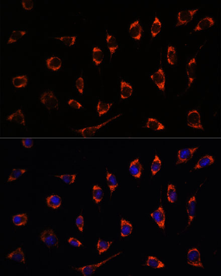 Immunofluorescence analysis of L929 cells using SHMT2 Polyclonal Antibody at dilution of 1:100. Blue: DAPI for nuclear staining.