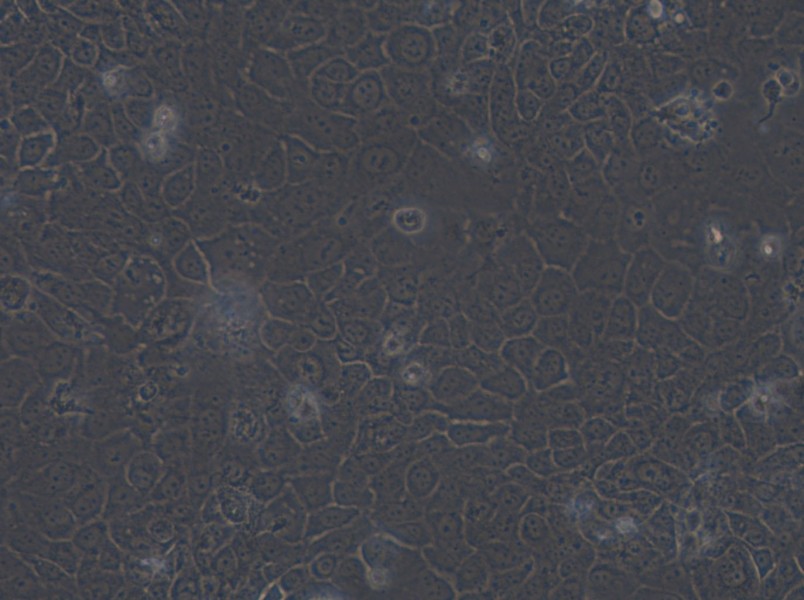 SCaBER Cell Complete Medium - small - 6