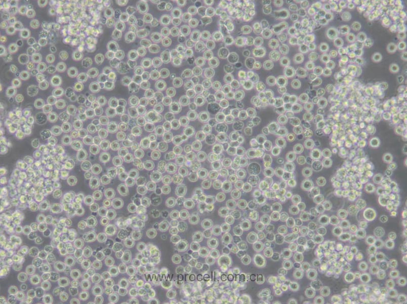 https://789.bio/ec/0OZemD