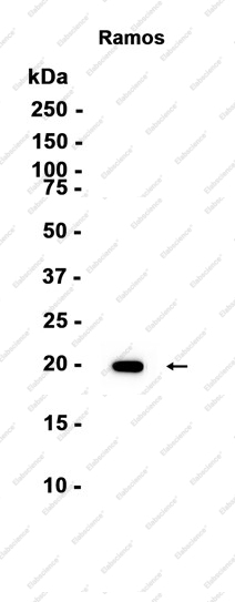 Recombinant ISG20 Monoclonal Antibody - 1