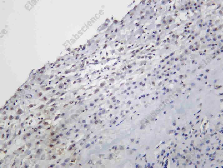 Recombinant Daxx Monoclonal Antibody - 1