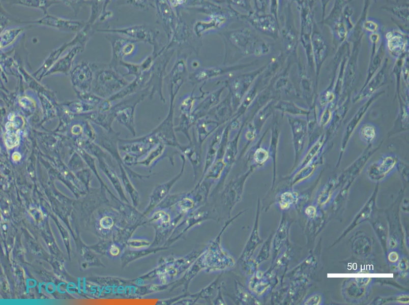 Chicken Follicular Basement Membrane Cell Complete Medium - 5