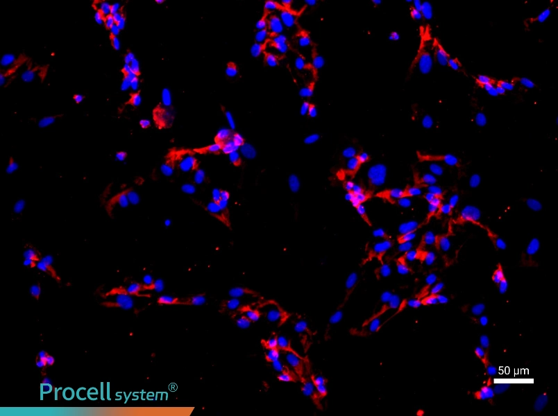 Human Pulmonary Great Artery Endothelial Cell Complete Medium - 1