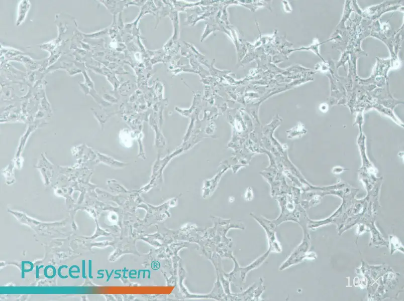 HLE-B3 Cell Complete Medium - 1