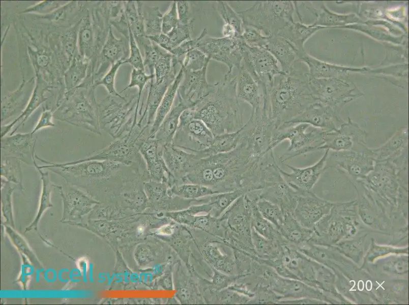 3T3-Swiss albino Cell Complete Medium - small - 6