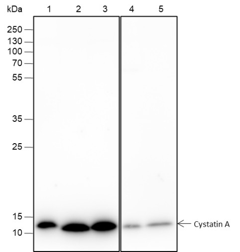 Recombinant Cystatin A Monoclonal Antibody-searchlist-1