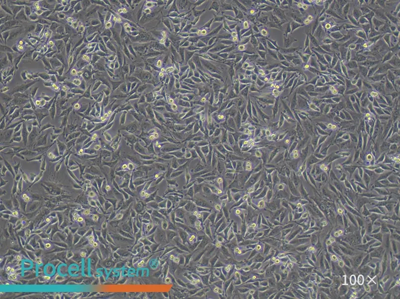L6 Cell Complete Medium - 1