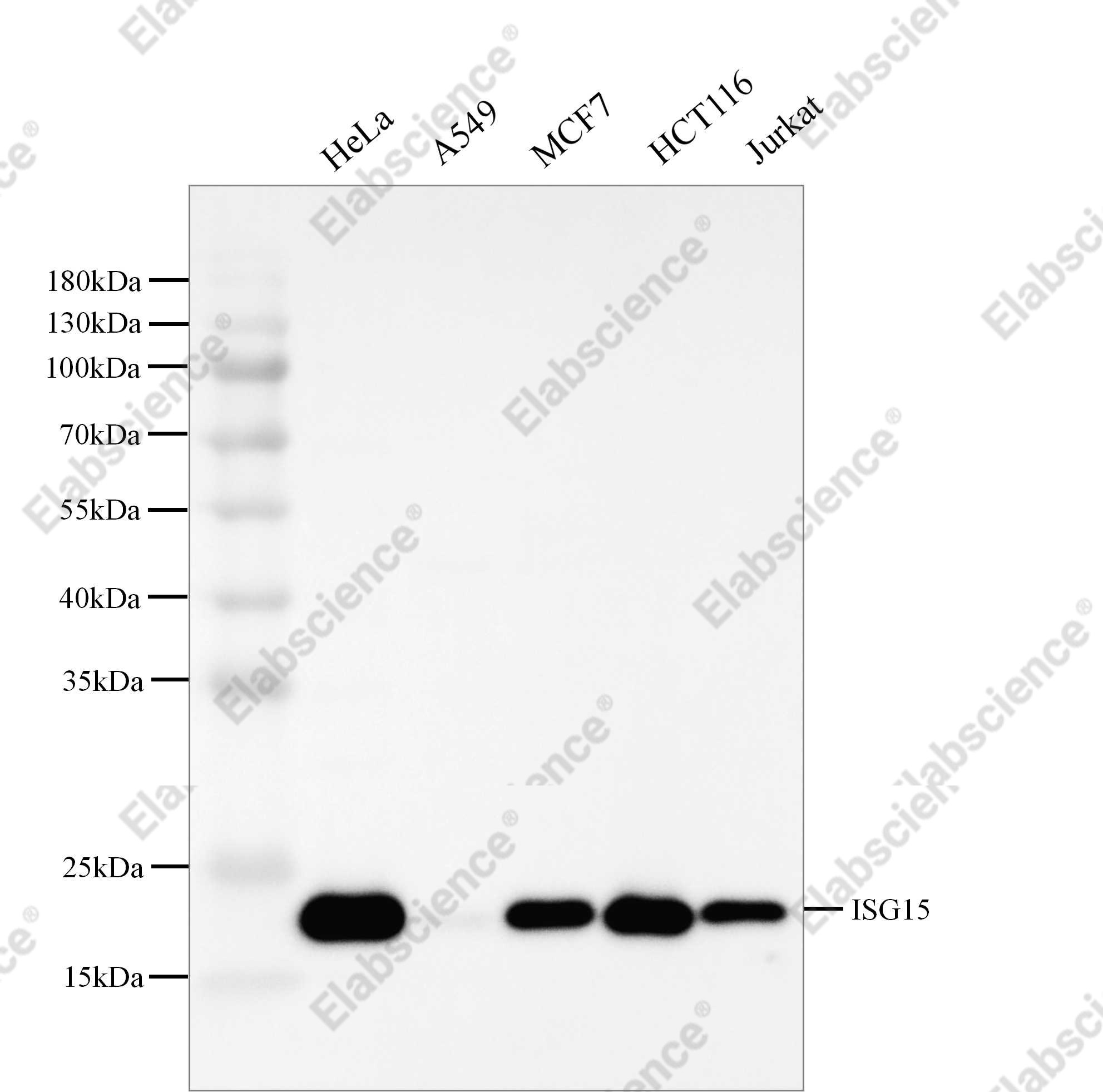 Recombinant ISG15 Monoclonal Antibody - 1