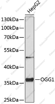OGG1 Polyclonal Antibody - 2