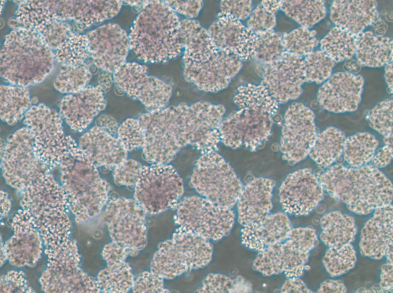 HuT 102 Cell Complete Medium-searchlist-1