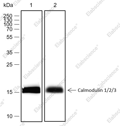 Recombinant Calmodulin 1/2/3 Monoclonal Antibody - 1