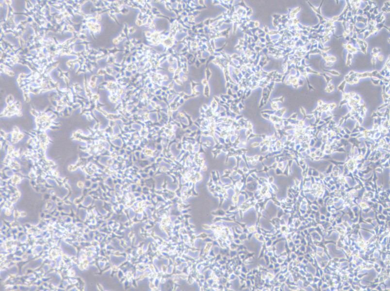 D283 Med Cell Complete Medium - 3