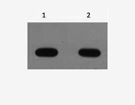 Western Blot analysis of Avi recombinant protein using Avi-Tag Monoclonal Antibody at dilution of 1) 1:5000 2) 1:10000.