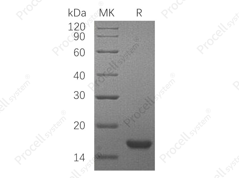 SCF/c-Kit (C-6His), Rat, Recombinant