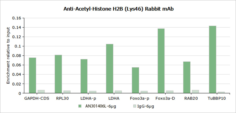 Recombinant Histone H2B (Acetyl Lys46) Monoclonal Antibody - 2