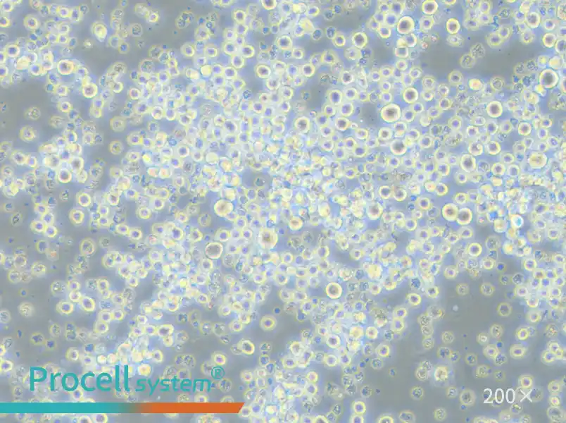 P3X63Ag8.653 Cell Complete Medium - 4