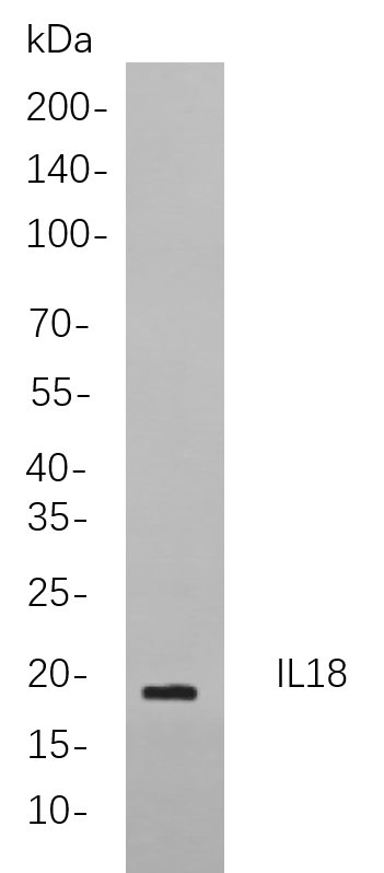 Recombinant IL18 Monoclonal Antibody-searchlist-1