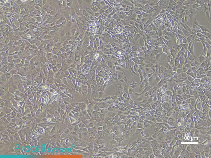 Mouse Corpus Cavernosum Smooth Muscle Cell Complete Medium - 1
