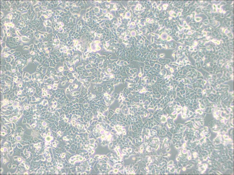 HEC-1-B Cell Complete Medium-searchlist-1