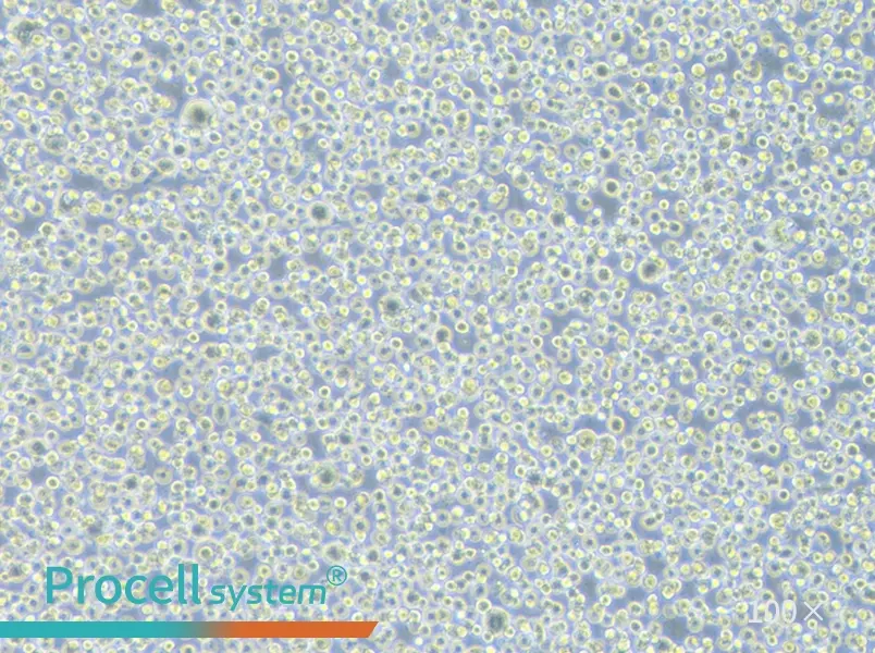 TF-1 Cell Complete Medium - 1