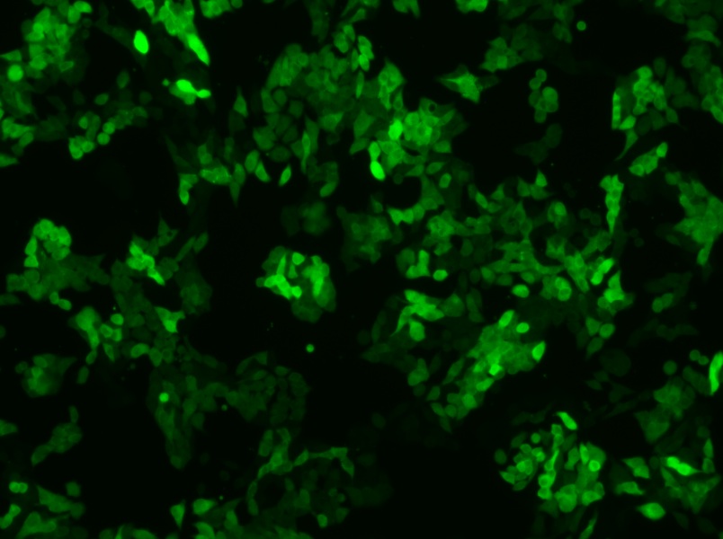 SW620-GFP (L15) Cell Complete MediumSW620-GFP (L15) Cell Complete Medium - 3