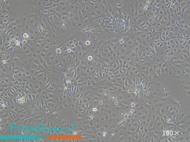 KNS-62 Cell Complete Medium - 1