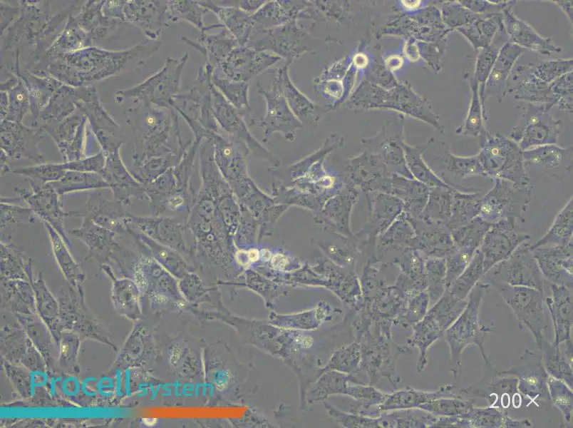 HTh-7 Cell Complete Medium - small - 6