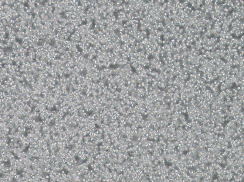 T2 Cell Complete Medium-searchlist-1