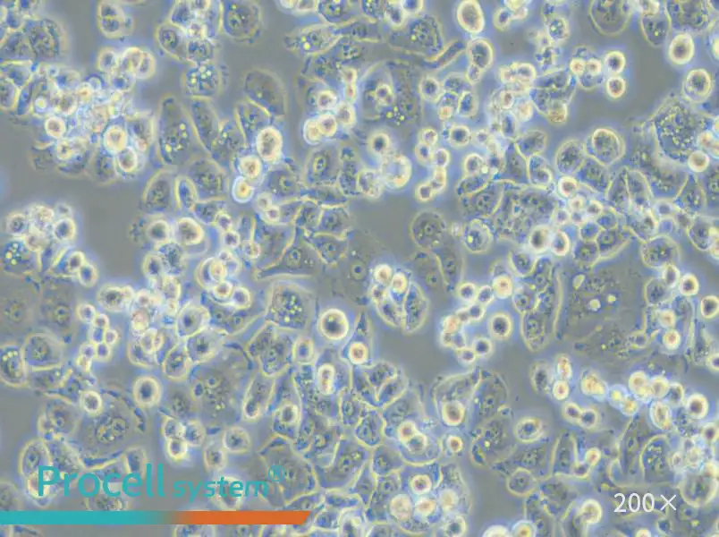 GCIY Cell Complete Medium - small - 6