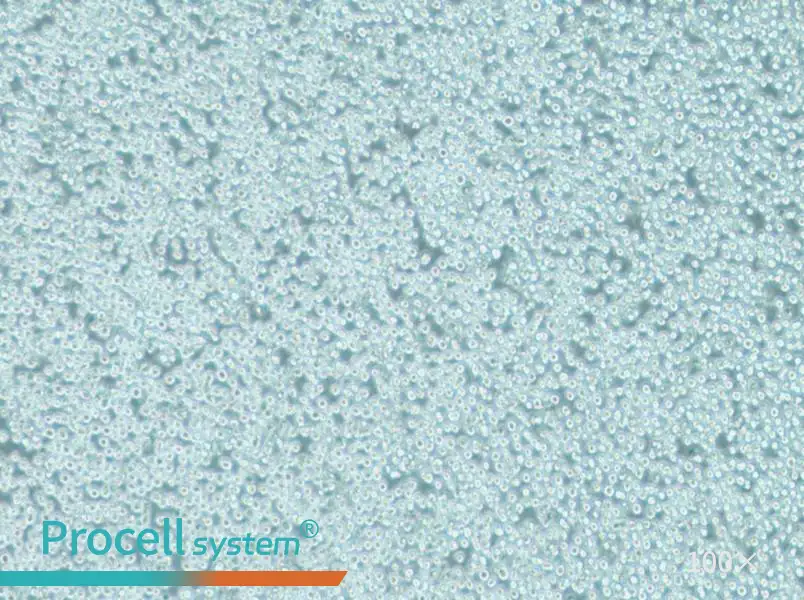 MV-4-11 Cell Complete Medium - 2