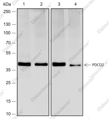 Recombinant PDCD2 Monoclonal Antibody - 1