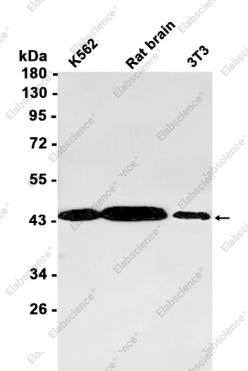 Recombinant GOT2 Monoclonal Antibody - 1