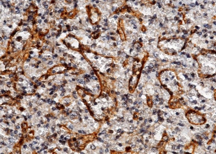 ICAM-2/CD102 Monoclonal Antibody - 1