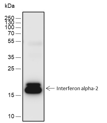 Recombinant Interferon alpha-2 Monoclonal Antibody-searchlist-1