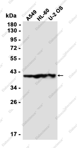 Recombinant HIF1AN Monoclonal Antibody - 1