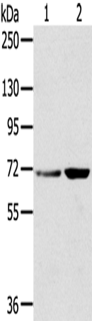 Western Blot analysis of Hela and 293T cell using SNX2 Polyclonal Antibody at dilution of 1:300