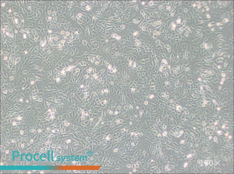 SV40 MES 13 Cell Complete Medium - 1
