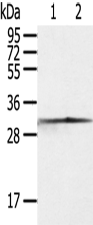 Western Blot analysis of Jurkat and 293T cell using CASP3 Polyclonal Antibody at dilution of 1:300