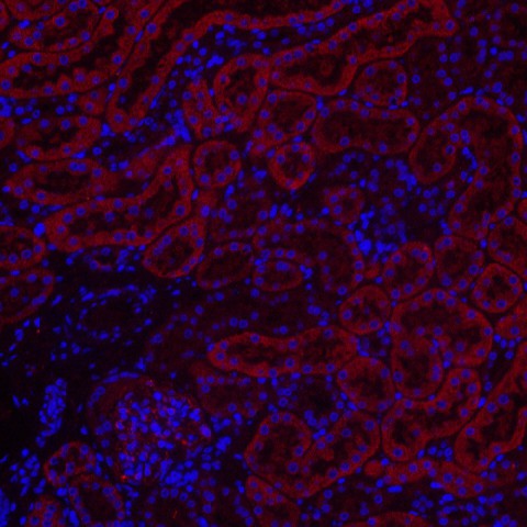 Immunofluorescence analysis of paraffin-embedded mouse kidney  using BECN1 Polyclonal Antibody at dilution of 1:300.