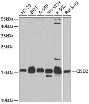 Western blot analysis of extracts of various cell lines using CISD2 Polyclonal Antibody at dilution of 1:1000.