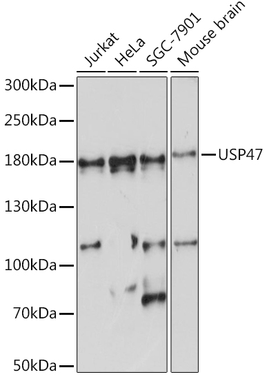 Western blot analysis of extracts of various cell lines using USP47 Polyclonal Antibody at1:1000 dilution.