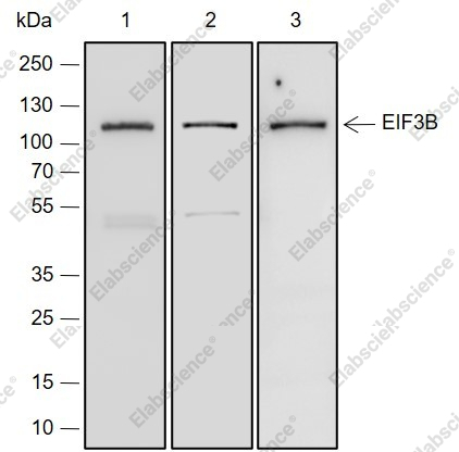Recombinant eIF3B Monoclonal Antibody - 1