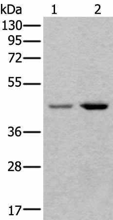 Western blot analysis of 293T and Hela cell lysates  using TBX1 Polyclonal Antibody at dilution of 1:400